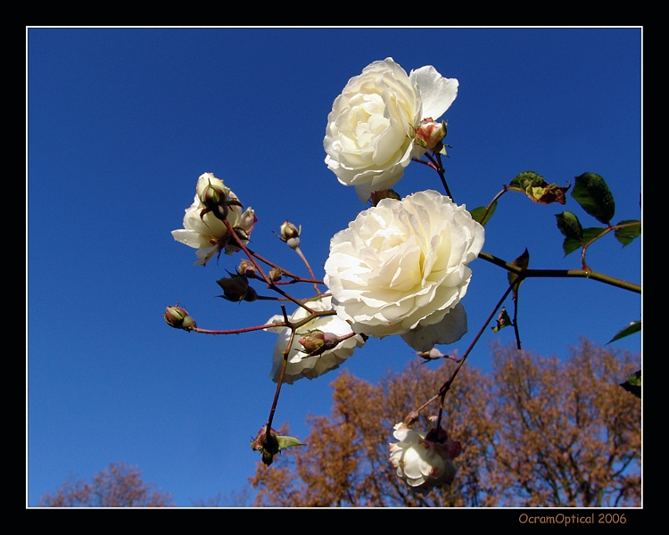 Lente en herfst..jpg
